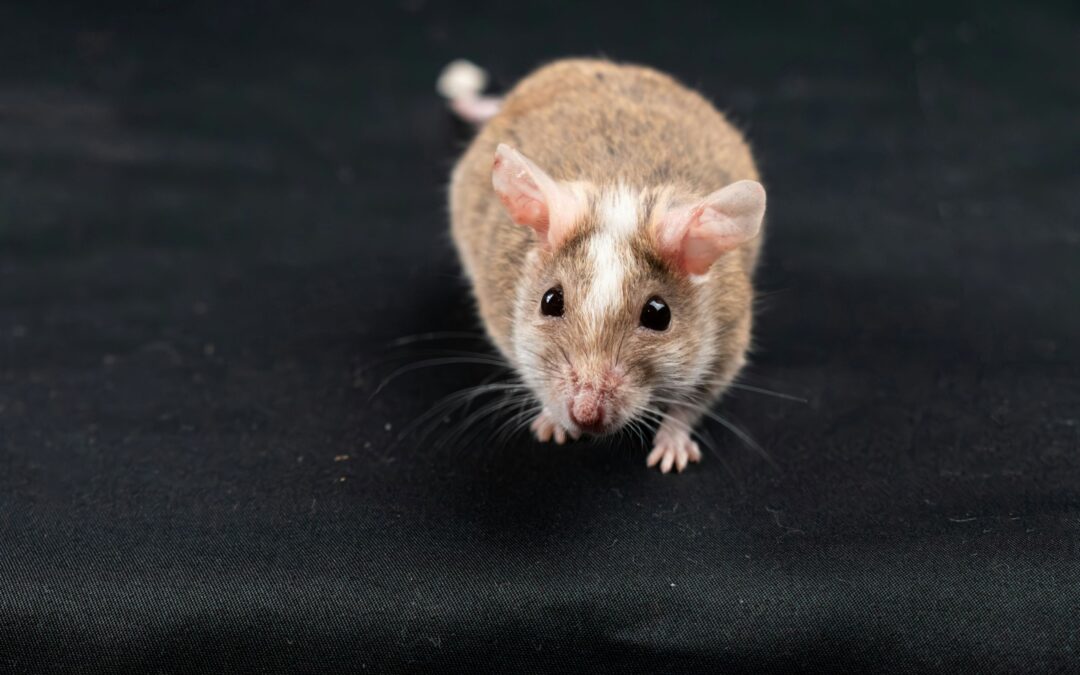 How to Keep Mice and Rats Out
