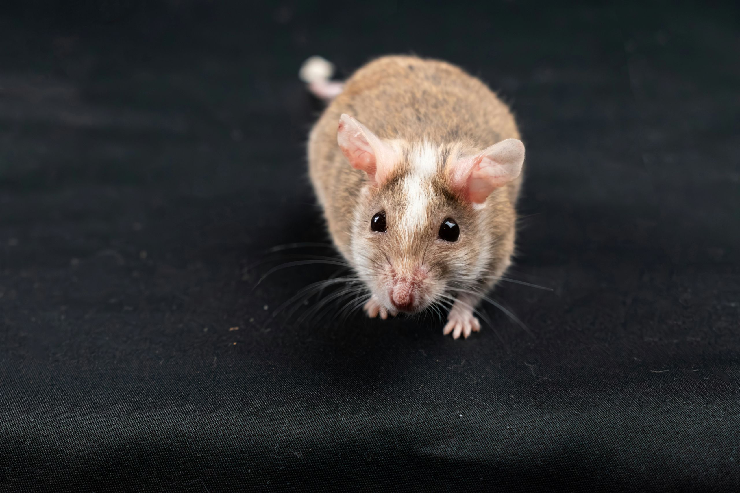 A brown and white mouse facing forward on a black background.